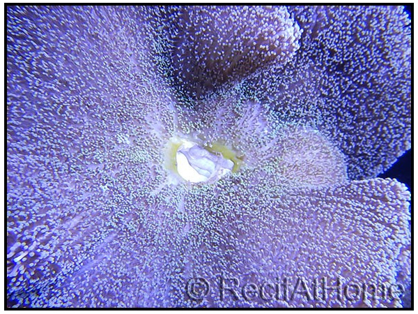 Stichodactyla haddoni
