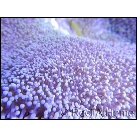 Stichodactyla haddoni