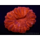 WYSIWYG Cynarina lacrymalis Ultra Red 7 (Skeleton 4.5 cm/open 11 cm)