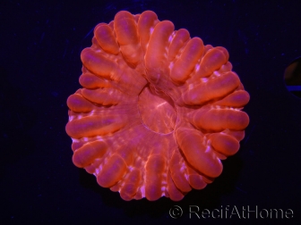 WYSIWYG Cynarina lacrymalis Ultra Red 9 (Skeleton 5 cm/open 10 cm)