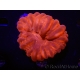 WYSIWYG Cynarina lacrymalis Ultra Red 14 (Skeleton 3.5 cm/open 4.5 cm)
