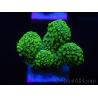 WYSIWYG Stylophora Rose polypes vert fluo 1H2