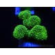 WYSIWYG Stylophora Rose polypes vert fluo 1H4