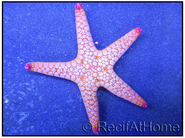 Fromia orange mosaique rouge