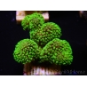 WYSIWYG Stylophora Rose polypes vert fluo 1H4