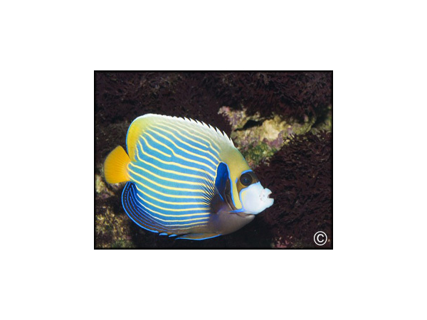Pomacanthus imperator adulte