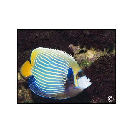 Pomacanthus imperator adulte