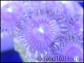 Purple Fission Ultra + de 8 polypes