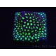 WYSIWYG RAH Leptastrea Glowworm 3A1