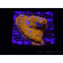 WYSIWYG - RAH Lithophyllon Gallactic 3L1
