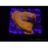 WYSIWYG - RAH Lithophyllon Gallactic 3L1