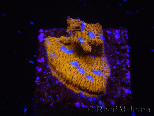 WYSIWYG - RAH Lithophyllon Gallactic 3L2