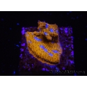 WYSIWYG - RAH Lithophyllon Gallactic 3L2