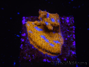 WYSIWYG - RAH Lithophyllon Gallactic 3L2
