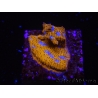 WYSIWYG - RAH Lithophyllon Gallactic 3L2
