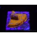 WYSIWYG - RAH Lithophyllon Gallactic 3L3