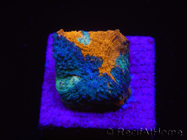 WYSIWYG - RAH Acanthastrea echinata Fruity Pebbles 3Q3