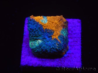 WYSIWYG - RAH Acanthastrea echinata Fruity Pebbles 3Q3
