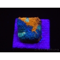 WYSIWYG - RAH Acanthastrea echinata Fruity Pebbles 3Q3