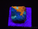 WYSIWYG - RAH Acanthastrea echinata Fruity Pebbles 3Q3