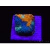 WYSIWYG - RAH Acanthastrea echinata Fruity Pebbles 3Q3