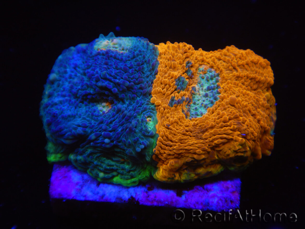 WYSIWYG - RAH Acanthastrea echinata Fruity Pebbles 3Q4