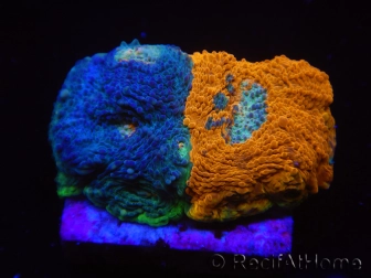 WYSIWYG - RAH Acanthastrea echinata Fruity Pebbles 3Q4