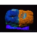 WYSIWYG - RAH Acanthastrea echinata Fruity Pebbles 3Q4