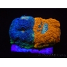 WYSIWYG - RAH Acanthastrea echinata Fruity Pebbles 3Q4