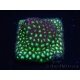WYSIWYG - RAH Leptastrea Glowworm 3A1