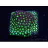 WYSIWYG - RAH Leptastrea Glowworm 3A1