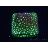 WYSIWYG - RAH Leptastrea Glowworm 3A2