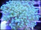 WYSIWYG Euphyllia paradivisa Pearl white grade A Taille S 