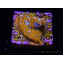 WYSIWYG - RAH Lithophyllon Gallactic 3L1
