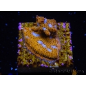 WYSIWYG - RAH Lithophyllon Gallactic 3L2