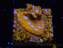 WYSIWYG - RAH Lithophyllon Gallactic 3L2