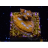 WYSIWYG - RAH Lithophyllon Gallactic 3L2