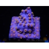 WYSIWYG - RAH Cyphastrea Purple Rain 3O11