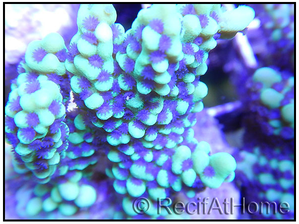 Montipora undata vert flash
