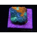 WYSIWYG - RAH Acanthastrea echinata Fruity Pebbles 3Q3