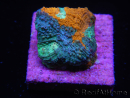 WYSIWYG - RAH Acanthastrea echinata Fruity Pebbles 3Q3