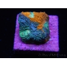 WYSIWYG - RAH Acanthastrea echinata Fruity Pebbles 3Q3