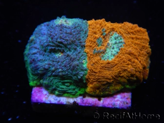 WYSIWYG - RAH Acanthastrea echinata Fruity Pebbles 3Q4