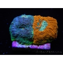 WYSIWYG - RAH Acanthastrea echinata Fruity Pebbles 3Q4