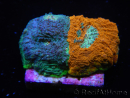 WYSIWYG - RAH Acanthastrea echinata Fruity Pebbles 3Q4