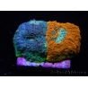 WYSIWYG - RAH Acanthastrea echinata Fruity Pebbles 3Q4