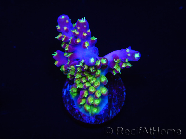 WYSIWYG RAH Acropora Rainbow Loom 5D1