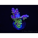 WYSIWYG RAH Acropora Rainbow Loom 5D1