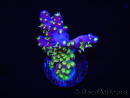 WYSIWYG RAH Acropora Rainbow Loom 5D1