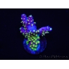 WYSIWYG RAH Acropora Rainbow Loom 5D1